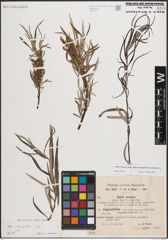 Foto von Salix eleagnos subsp. angustifolia (Cariot) Rech. f.